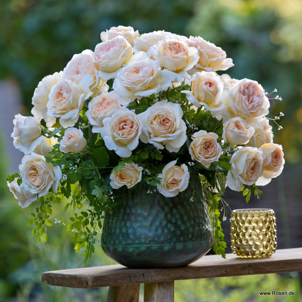Wilhelmina-Grace Rose Bush