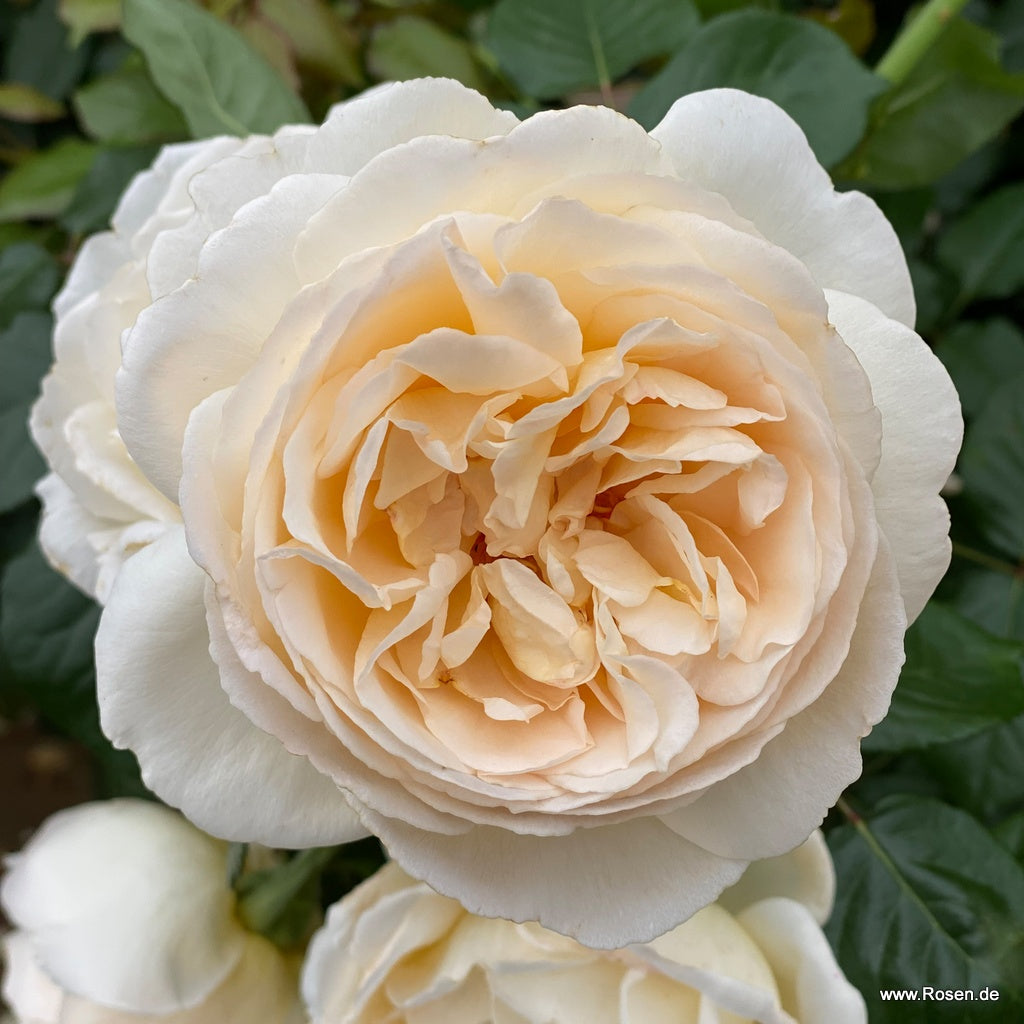Wilhelmina-Grace Rose Bush - Thumbnail 4
