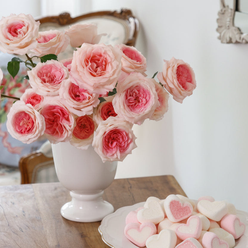 Peach Roses | Radiate Warmth & Sophistication | Grace Rose Farm
