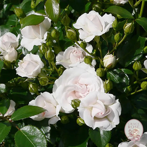 White Meidiland® Rose Bush 2 Year Old Potted Rose Bush BUSHES