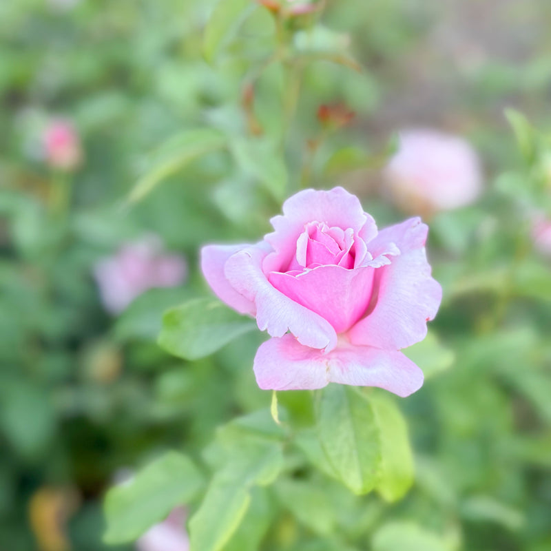 Memorial Day®  Bare Root Rose Bush