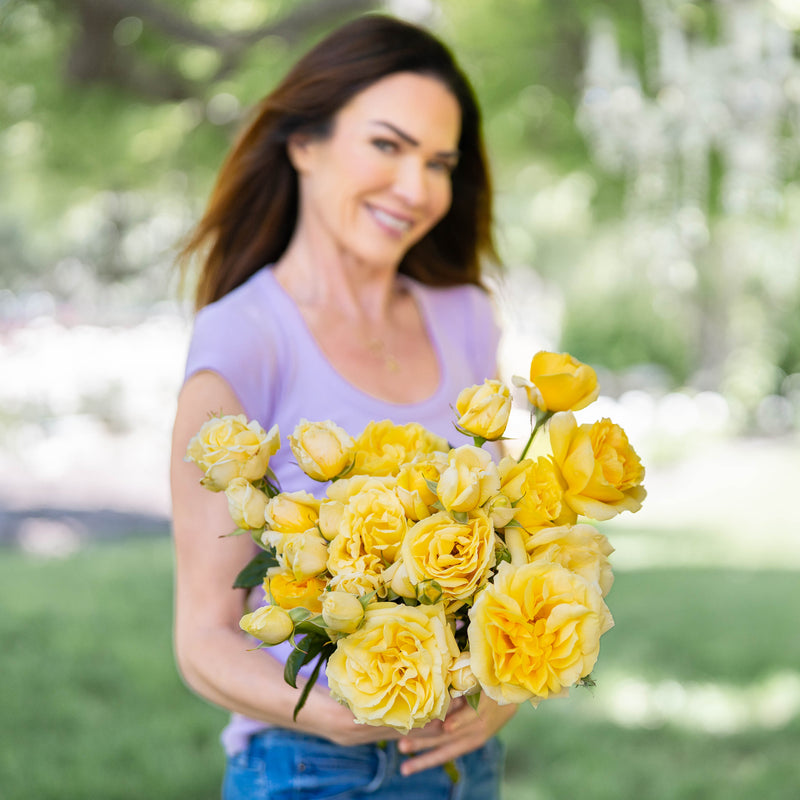 Michelangelo™   Bare Root Rose Bush