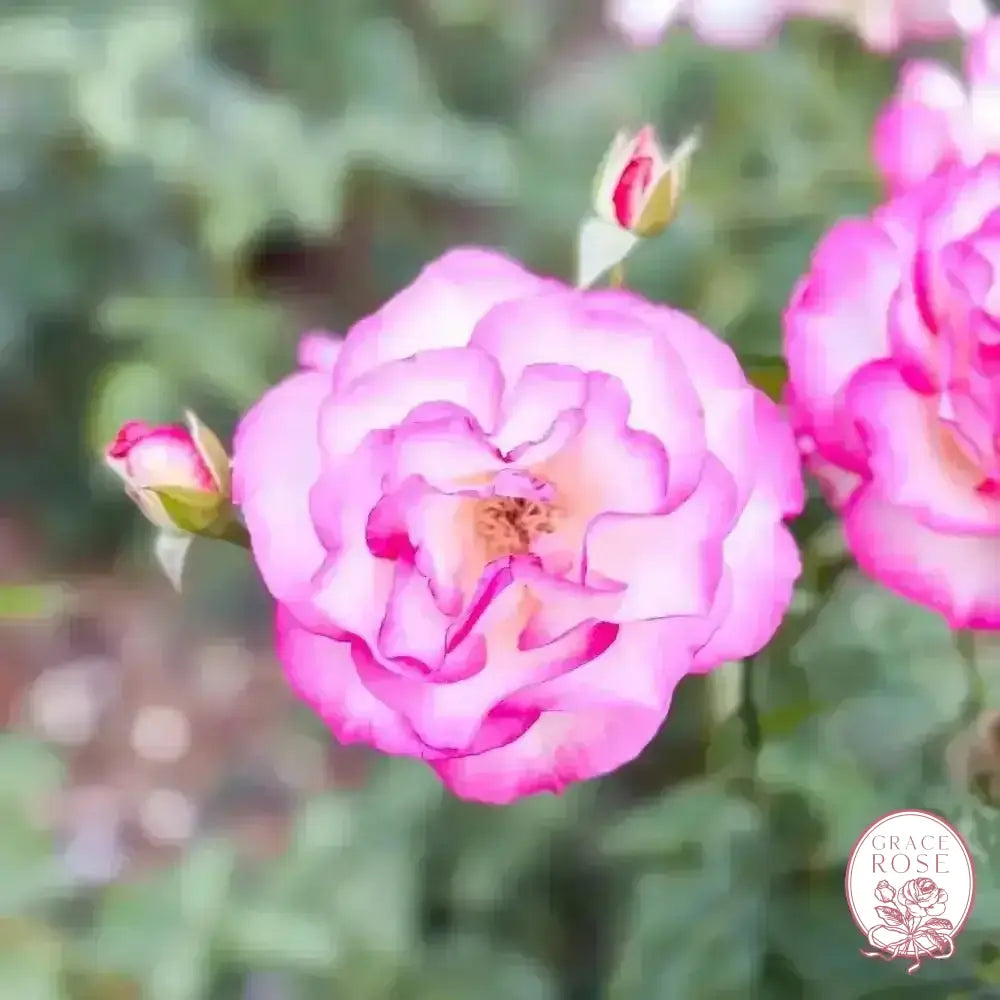 Miss Congeniality™ Potted Rose Bush