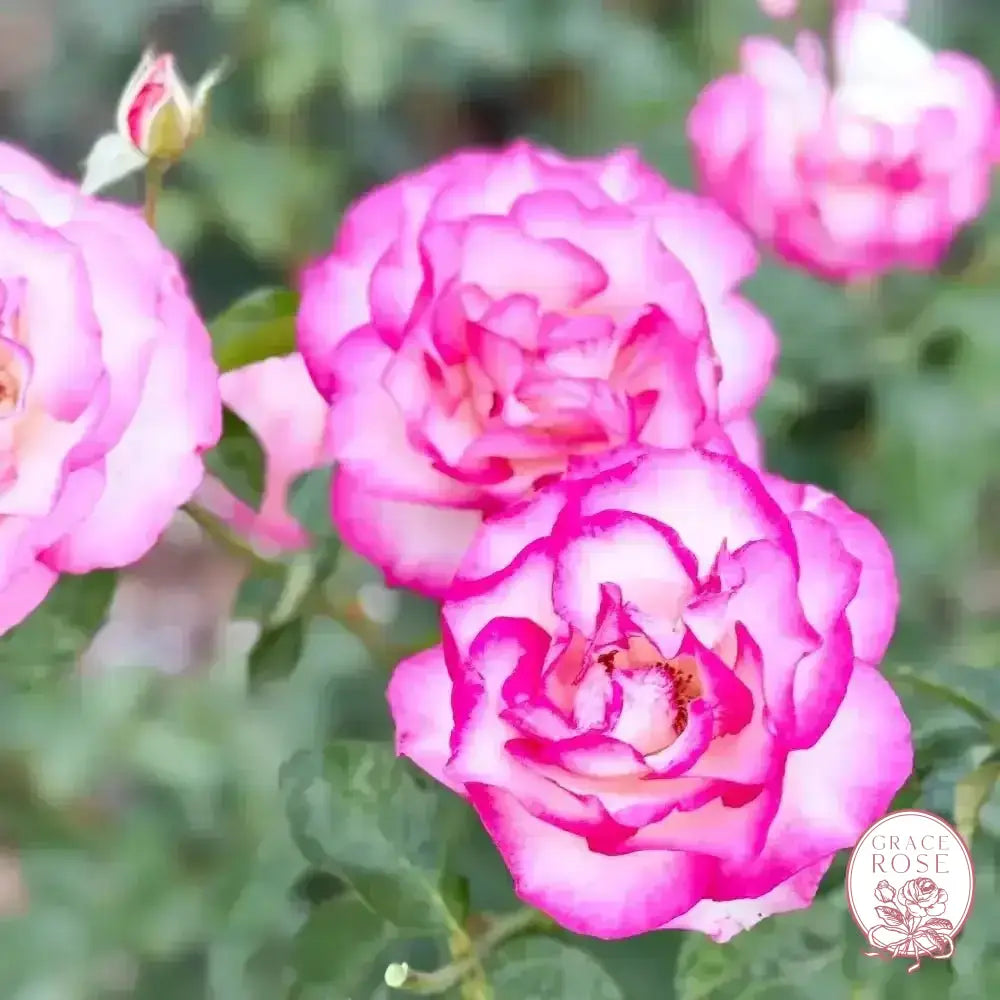 Miss Congeniality™ Potted Rose Bush