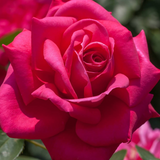 Miss All-American Beauty Bare Root Rose Bush