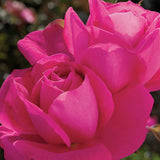 Miss All-American Beauty Bare Root Rose Bush