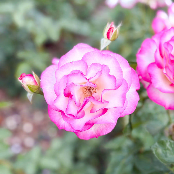 Miss Congeniality™ Bare Root Rose Bush