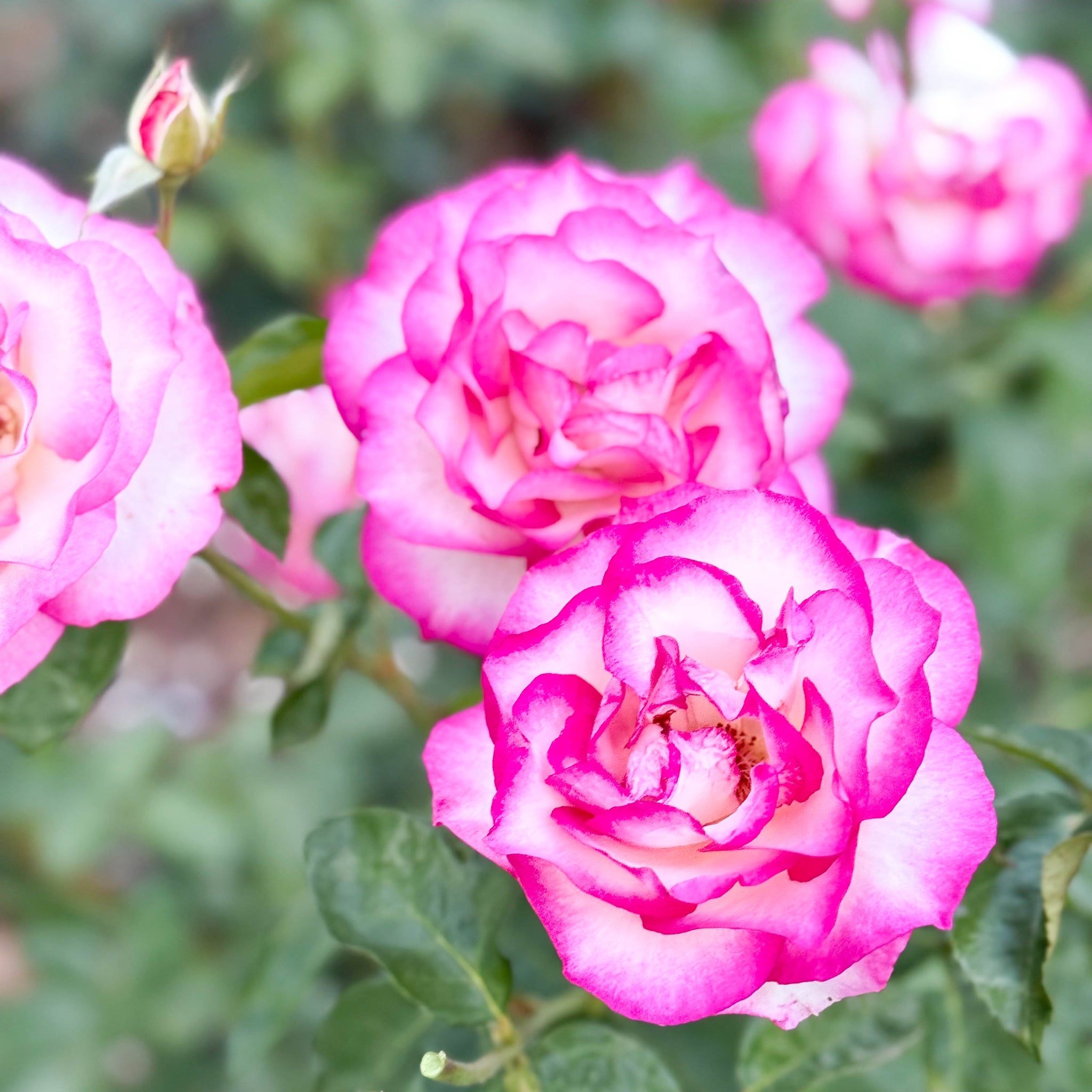 Miss Congeniality™ Bare Root Tree Rose - Grace Rose Farm