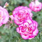 Miss Congeniality™ Potted Tree Rose