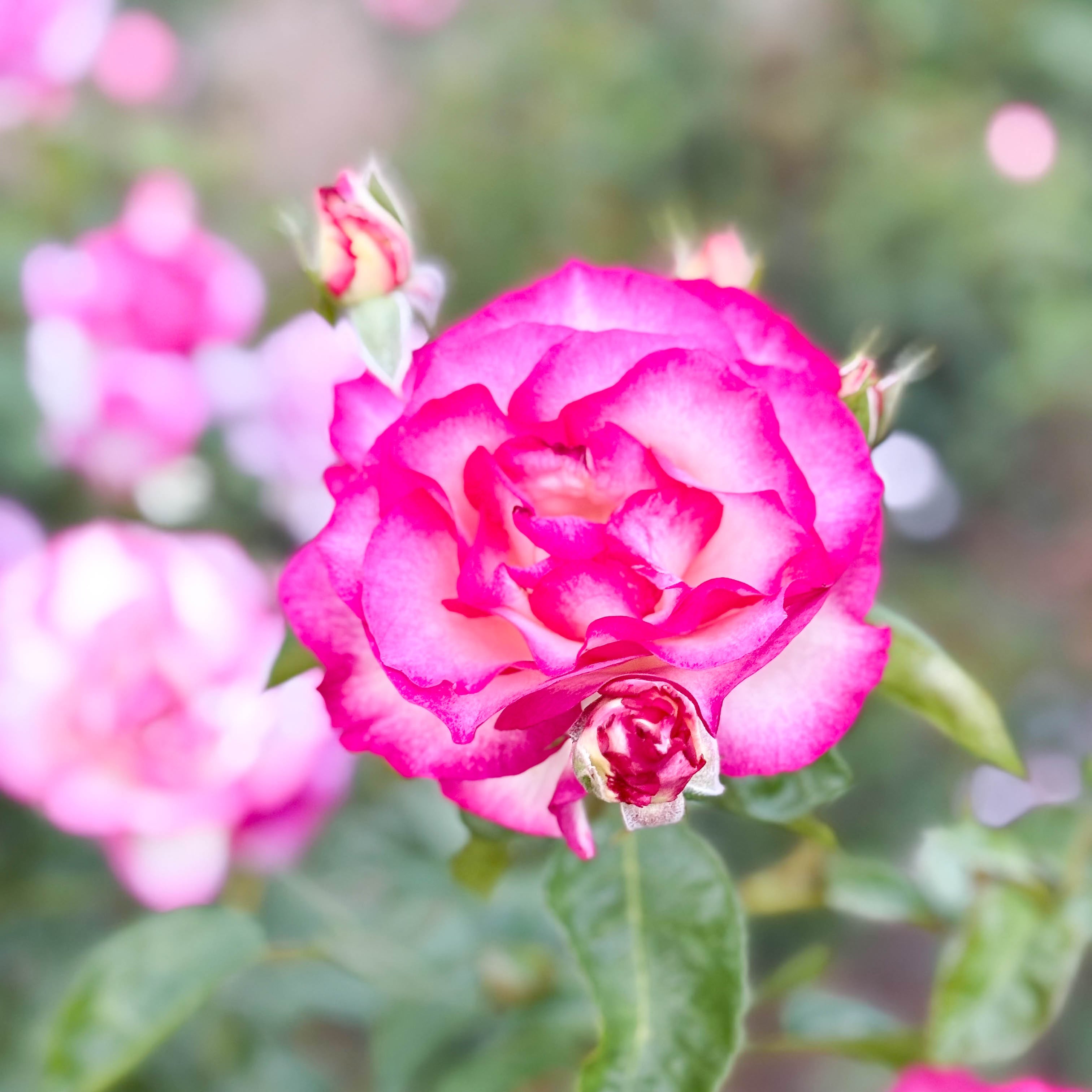 Miss Congeniality™ Bare Root Tree Rose