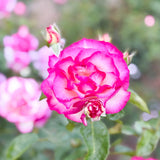 Miss Congeniality™ Potted Tree Rose