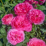 Miss Manners™ Potted Tree Rose