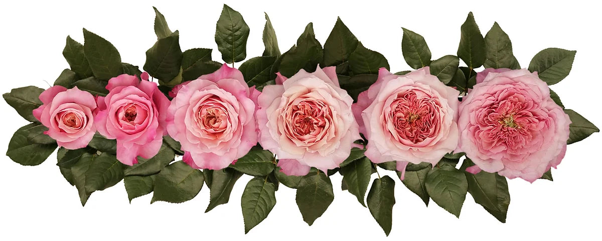 Miyabi™ Special Bouquet