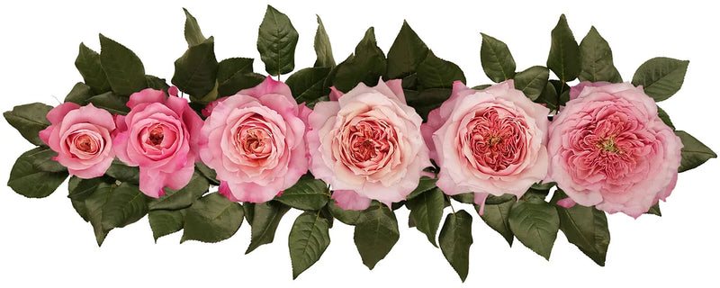 Miyabi™ Special Bouquet