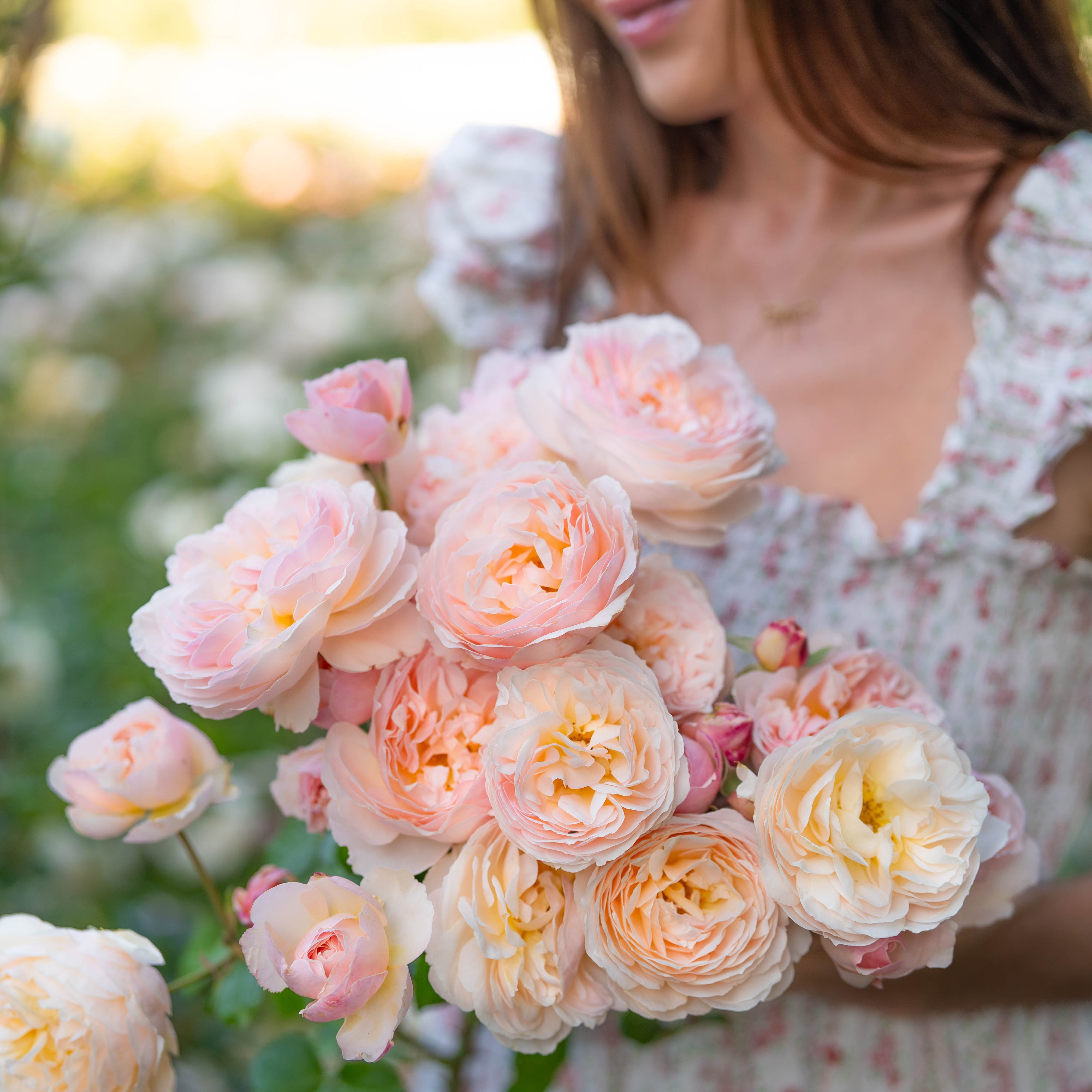 Princess Maya Rose | Japanese Pink Rose Bush | Grace Rose Farm
