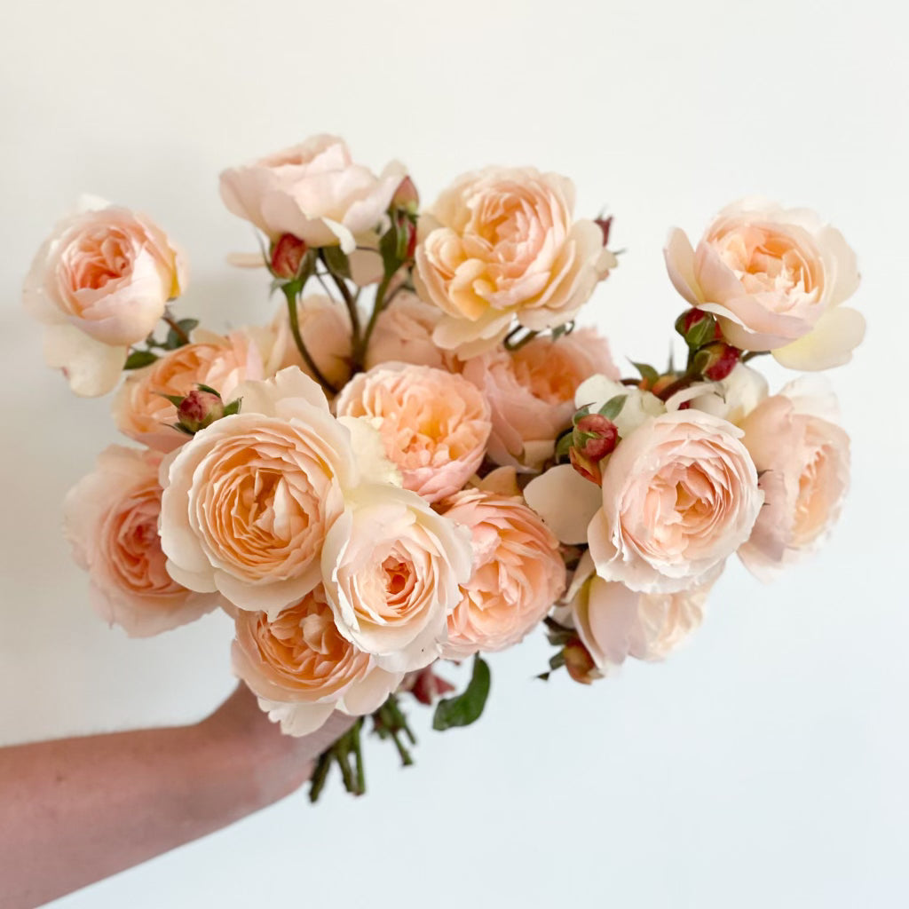 Moonlight in Paris™ Bare Root Rose