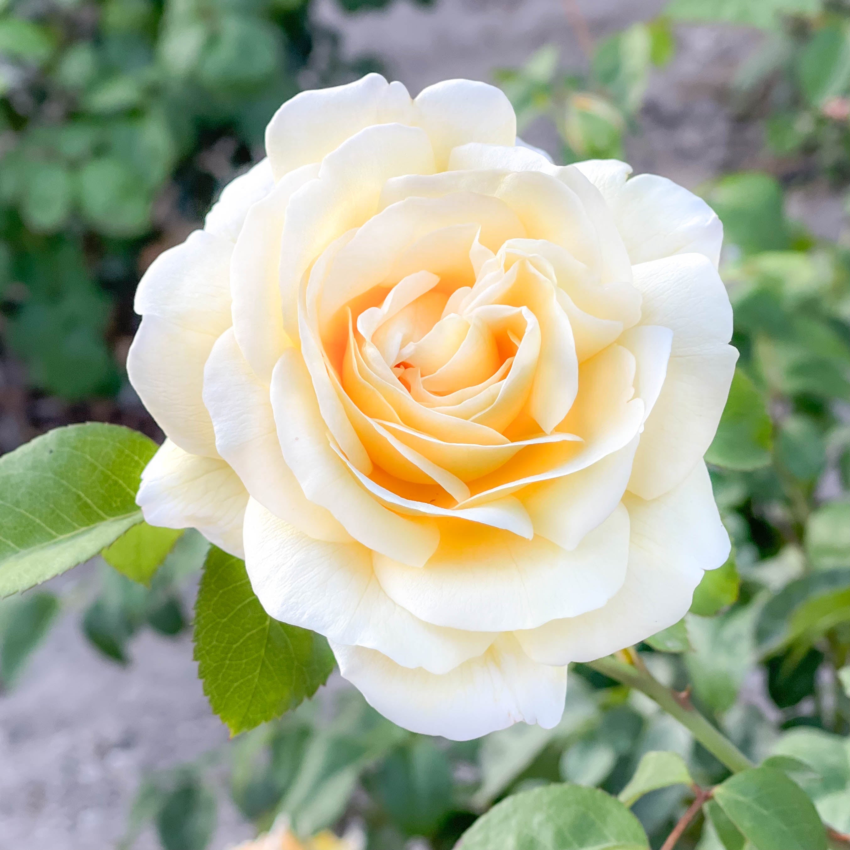 Grace Rose Farm Romantica Moonlight Rose Bush