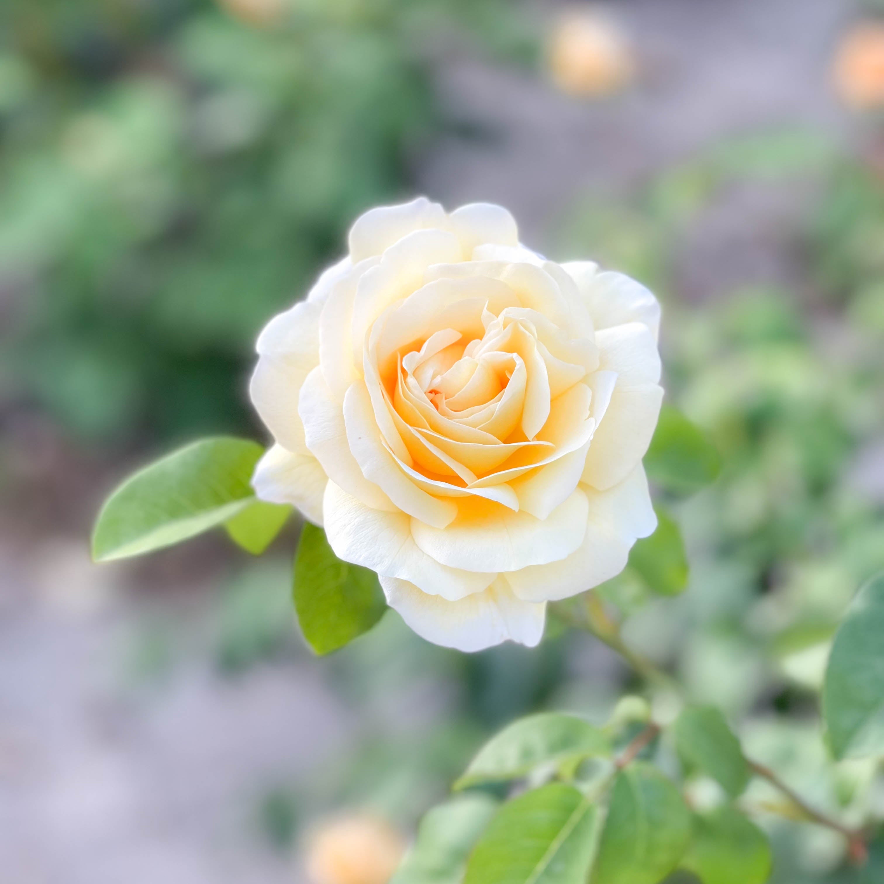 Romantica® Moonlight™  Bare Root Rose Bush
