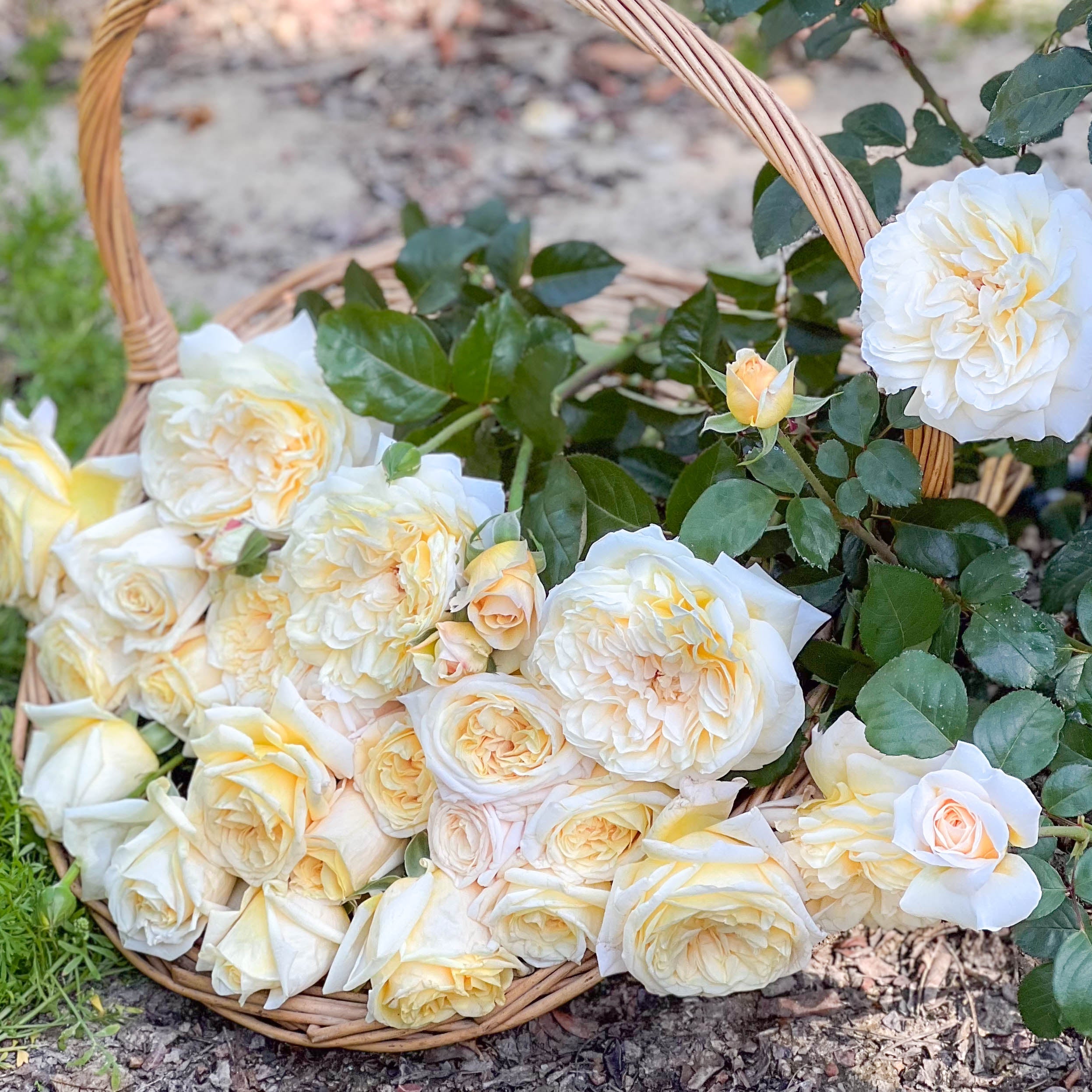 Grace Rose Farm Romantica Moonlight Rose Bush - Thumbnail 3