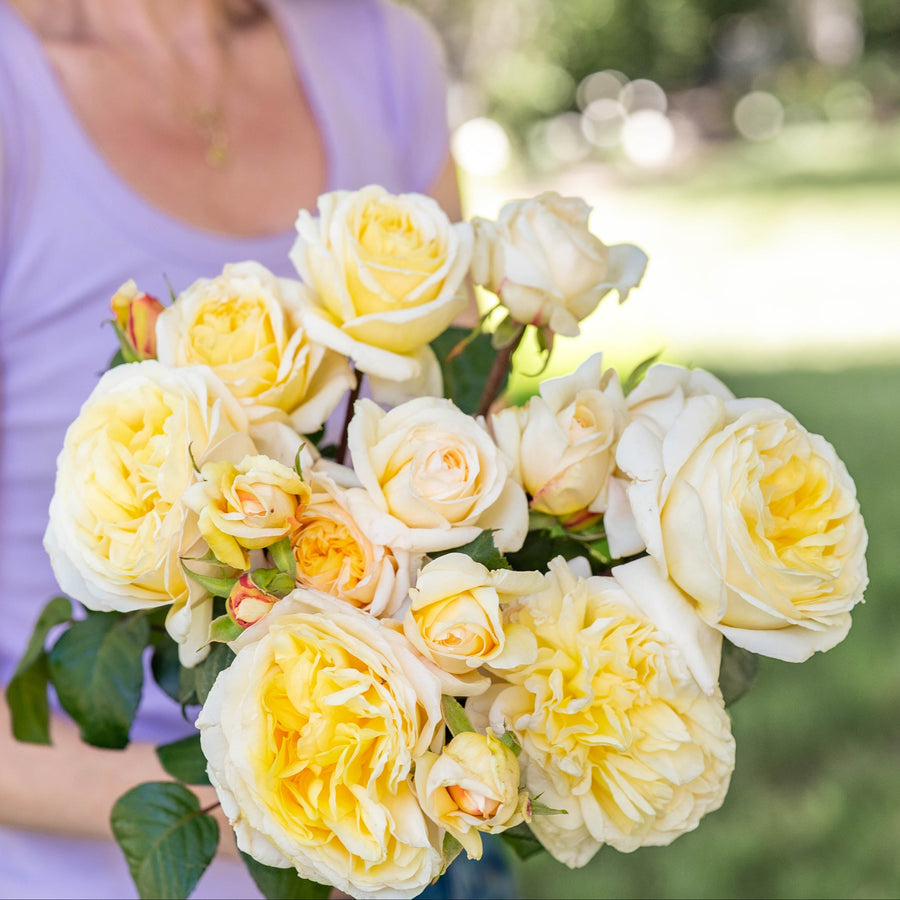 Romantica® Moonlight™ Potted Rose Bush