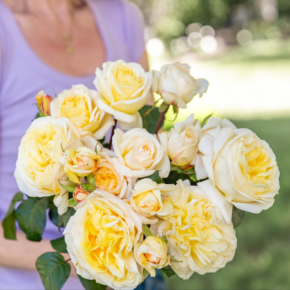 Goldrose Bouquet クリーム色のバラ Golden or Honey Roses - Grace Rose Farm