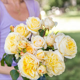 Romantica® Moonlight™ Potted Rose Bush