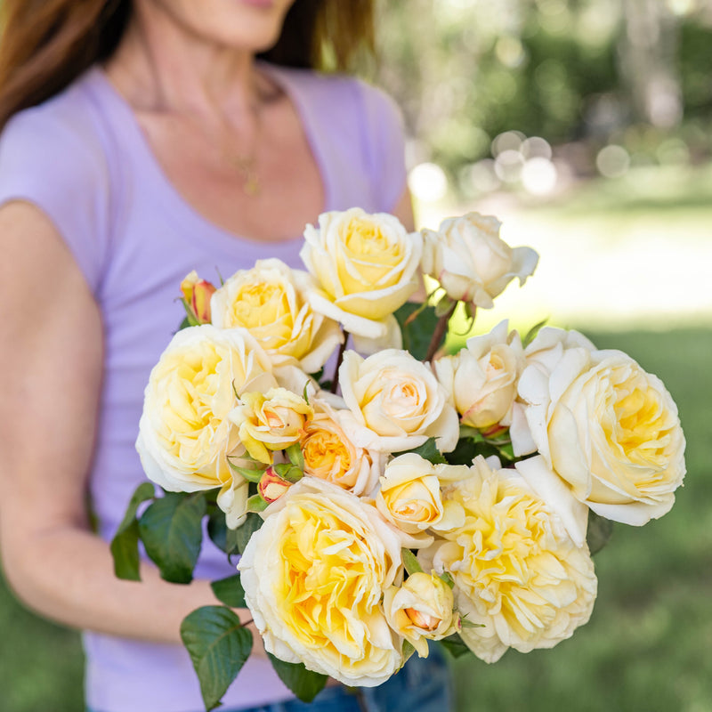 Romantica® Moonlight™  Bare Root Rose Bush