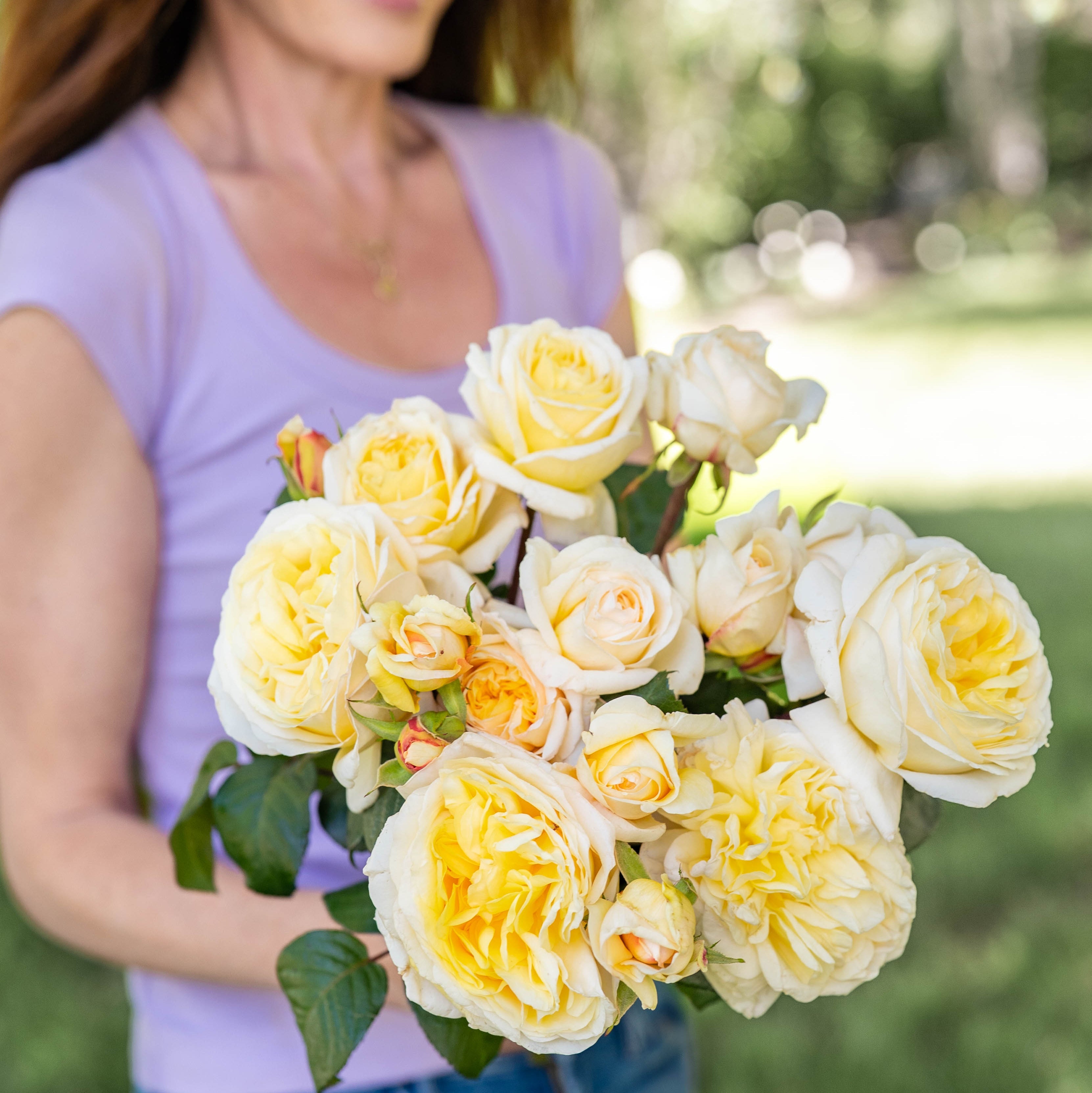 Grace Rose Farm Romantica Moonlight Rose Bush - Thumbnail 4