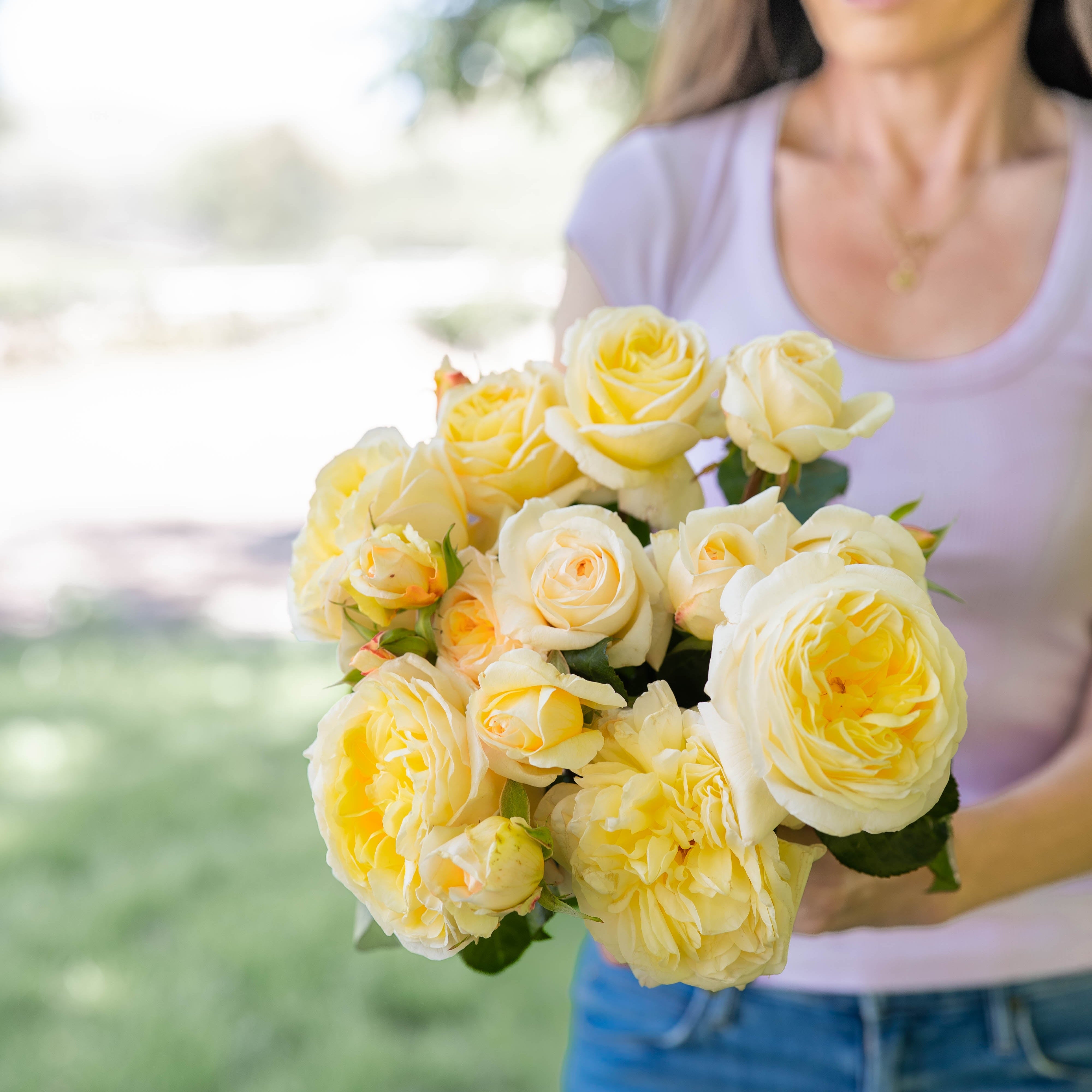 Grace Rose Farm Romantica Moonlight Rose Bush - Thumbnail 5