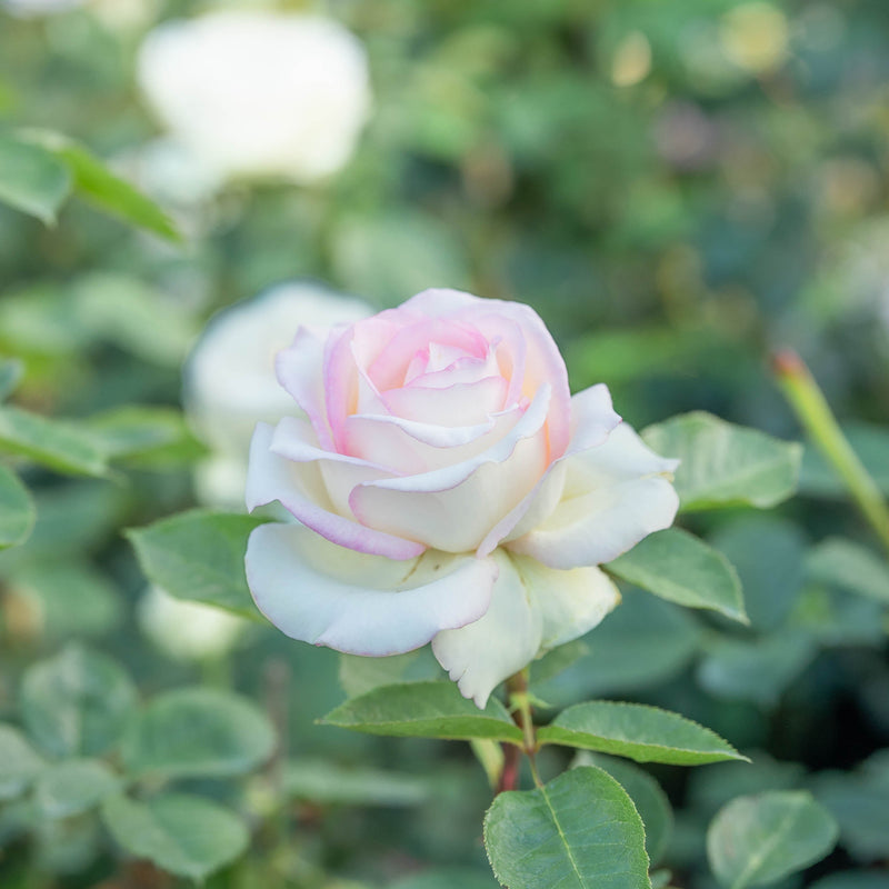 Moonstone® Potted Rose Bush