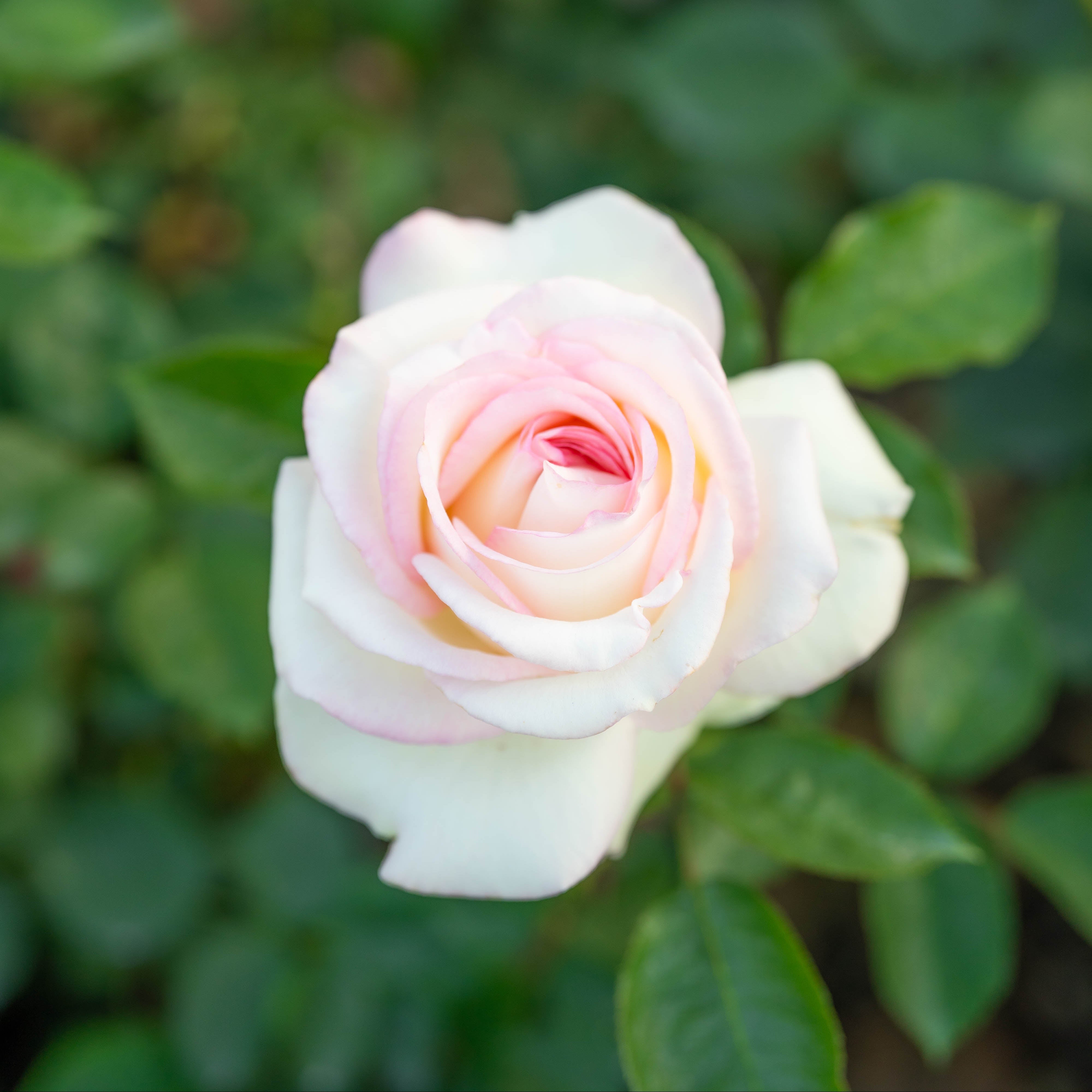 Moonstone® Potted Rose Bush