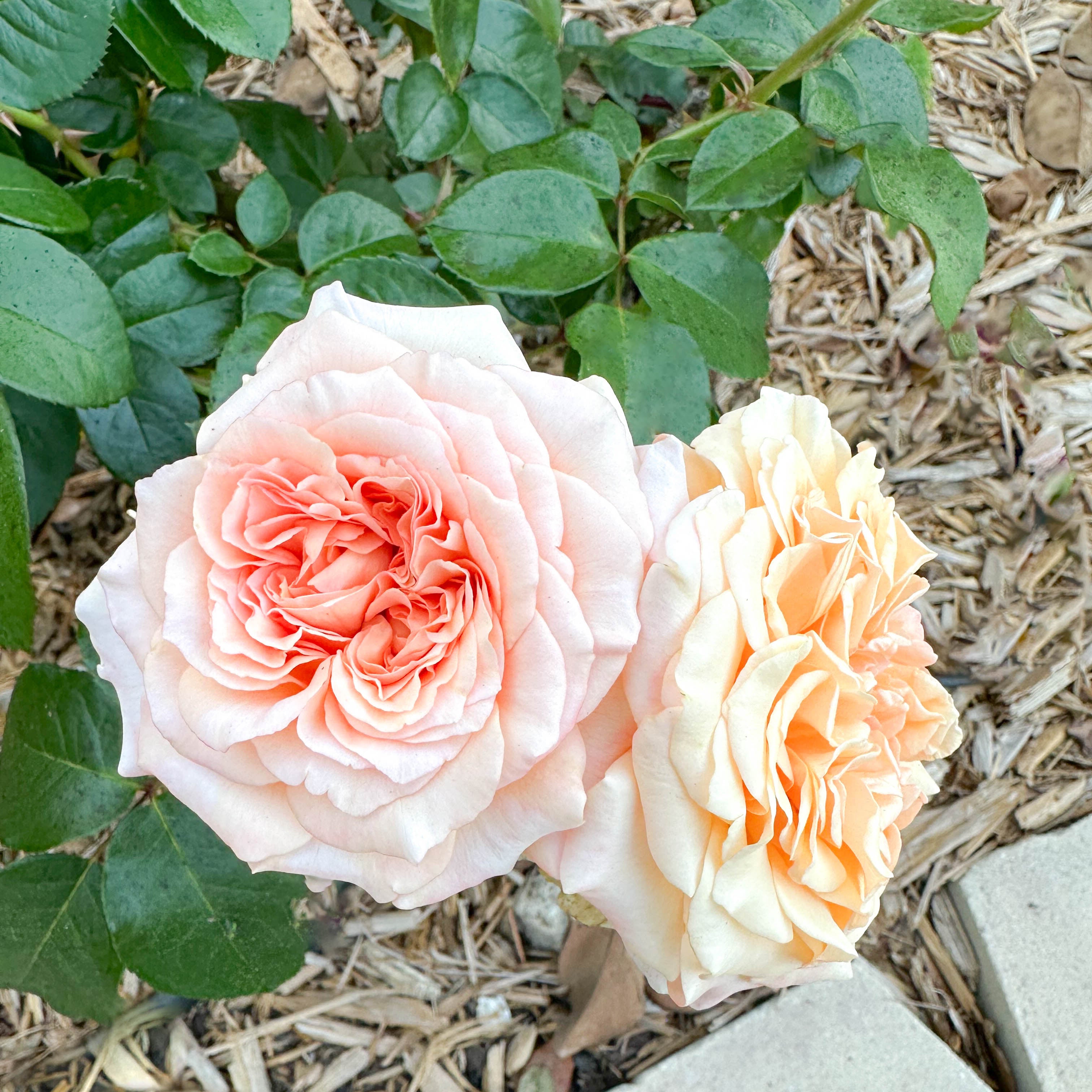 Morning Glow Potted Rose Bush | Apricot Rose Bush | Grace Rose Farm