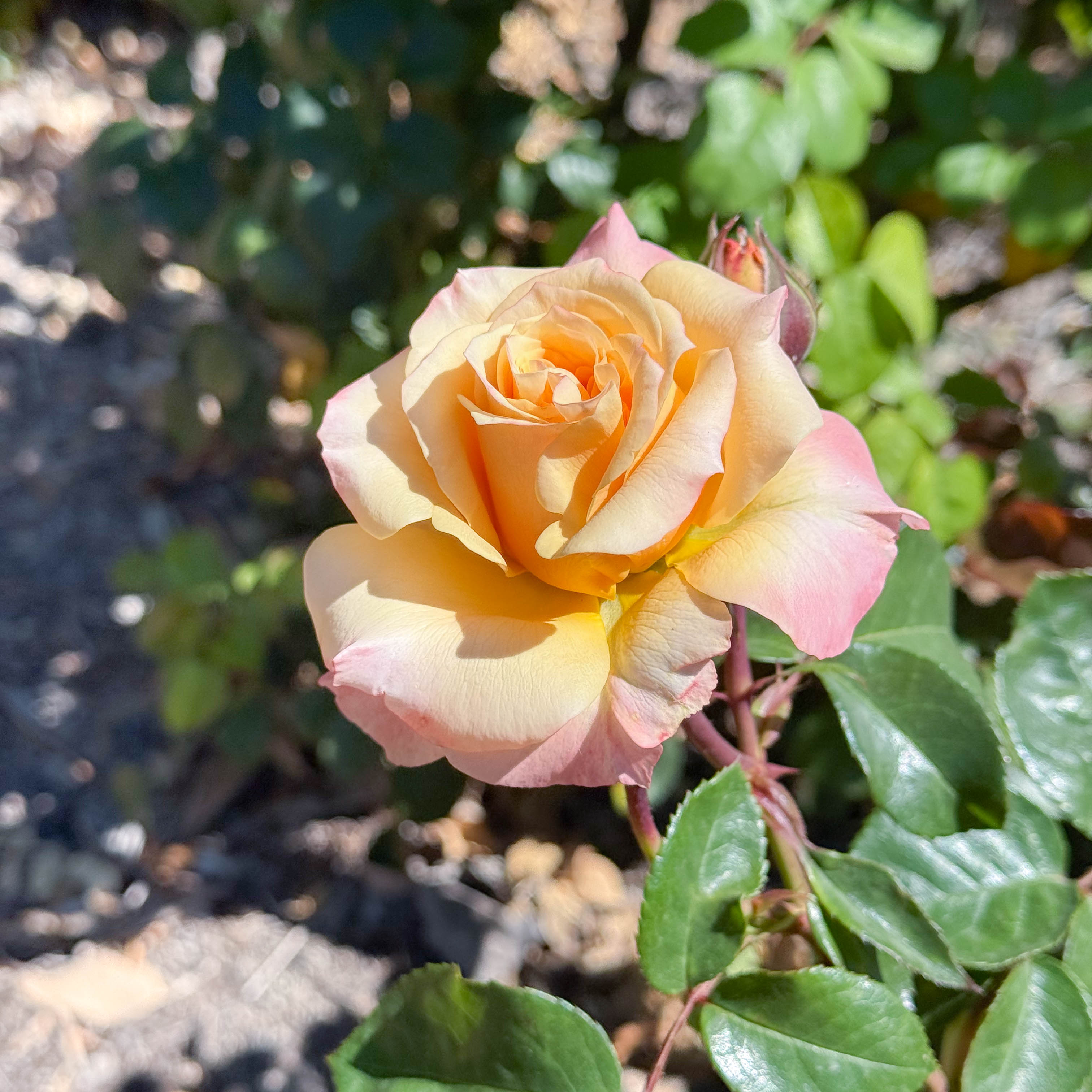 Morning Glow Potted Rose Bush | Apricot Rose Bush | Grace Rose Farm