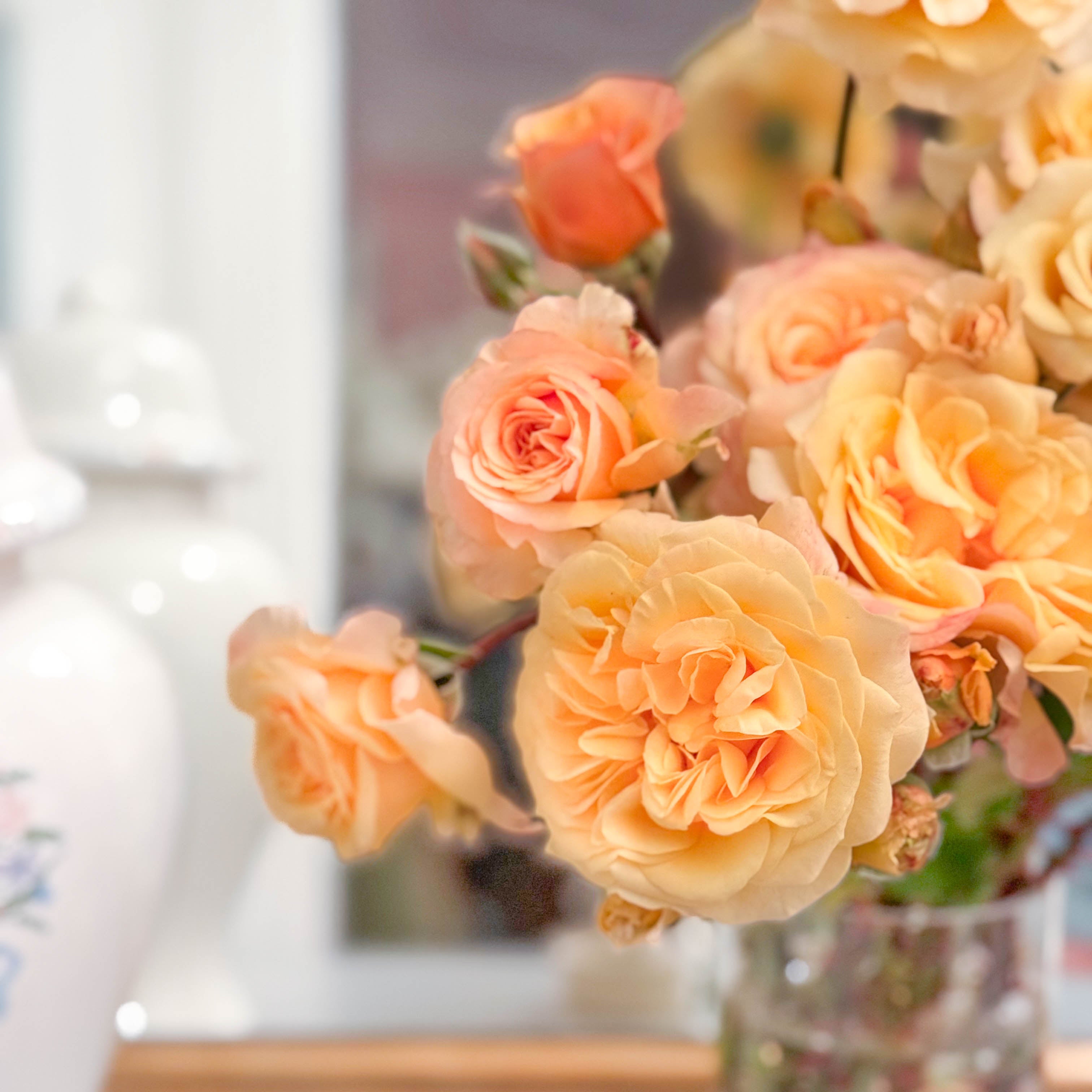 Morning Glow Potted Rose Bush | Apricot Rose Bush | Grace Rose Farm