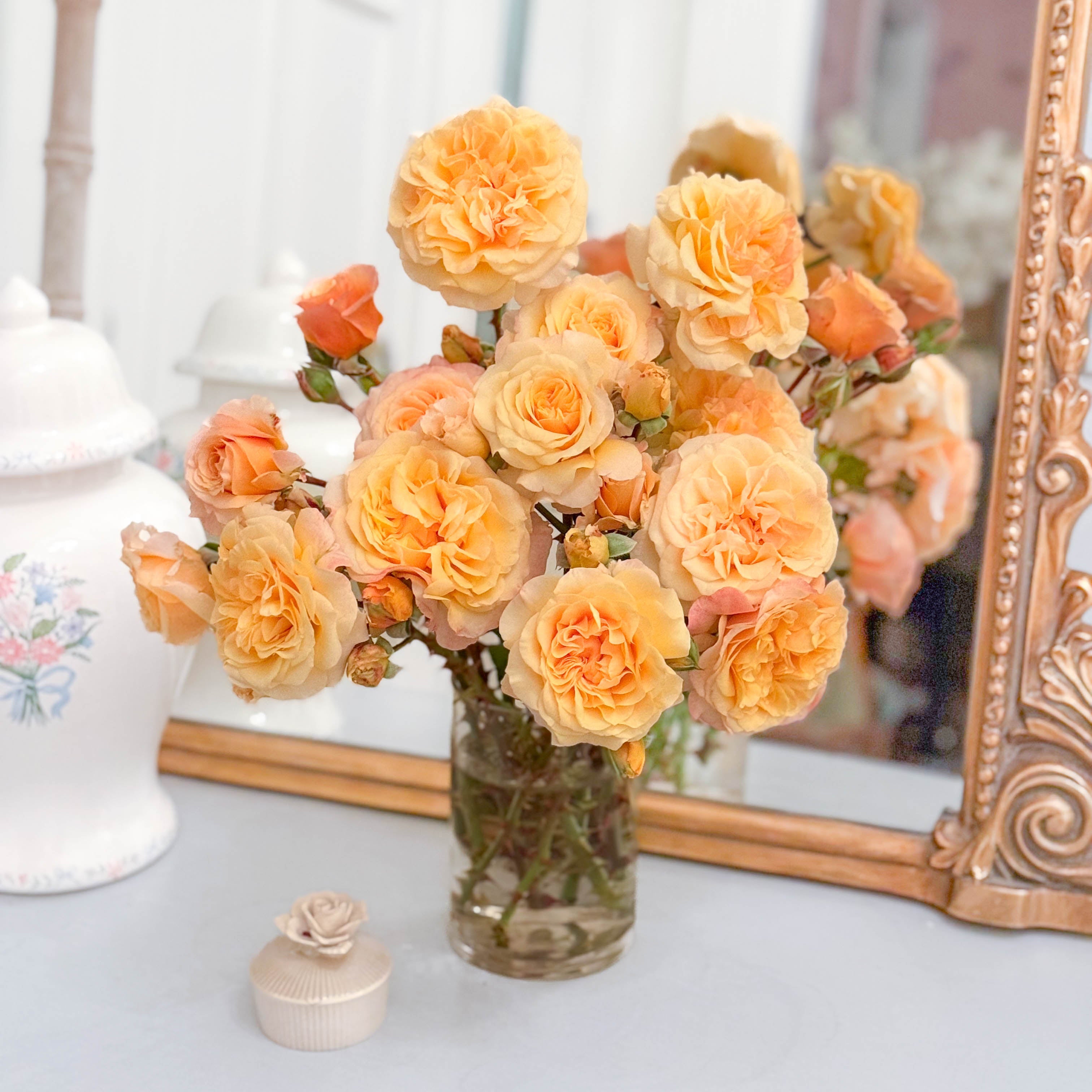 Morning Glow Potted Rose Bush | Apricot Rose Bush | Grace Rose Farm