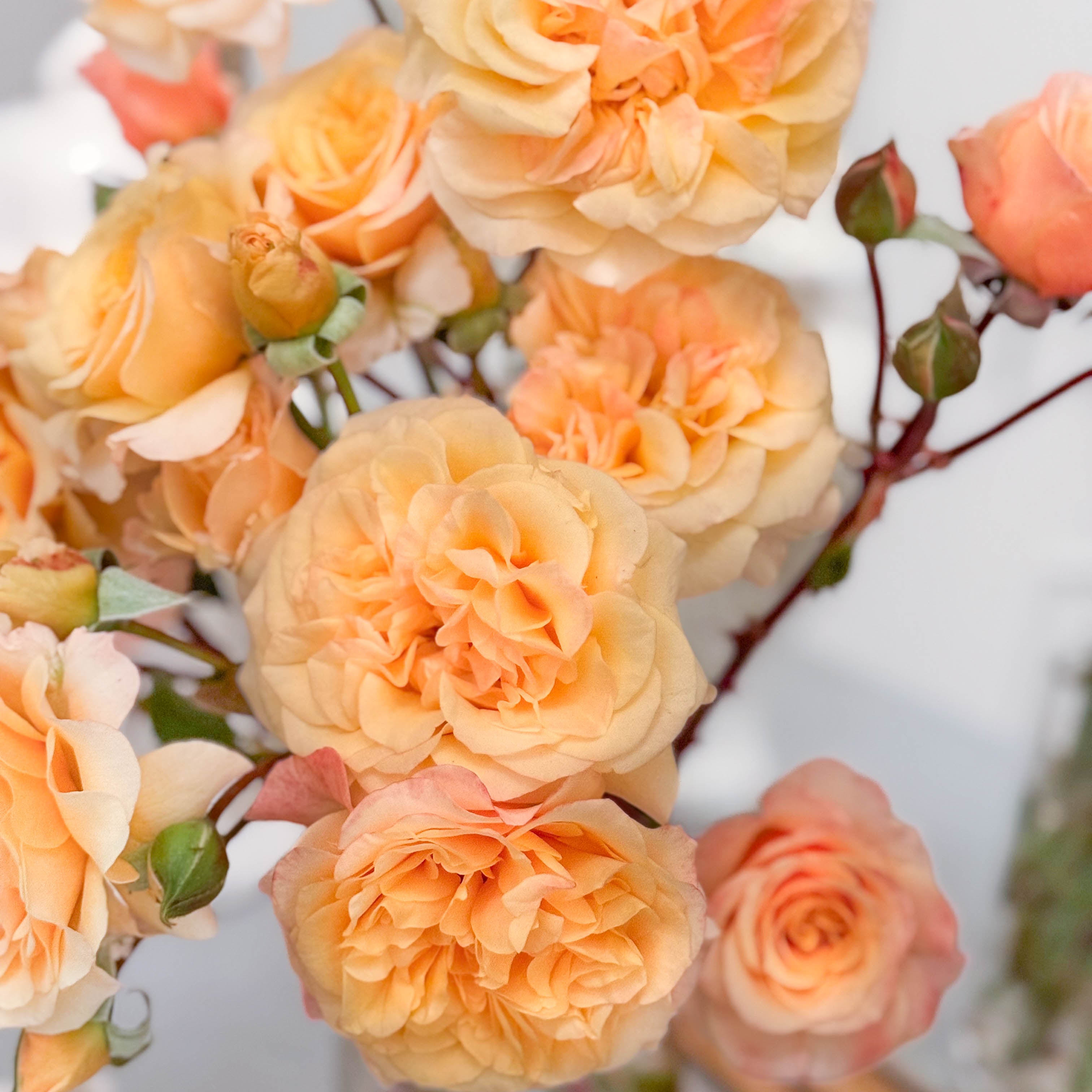Morning Glow Potted Rose Bush | Apricot Rose Bush | Grace Rose Farm