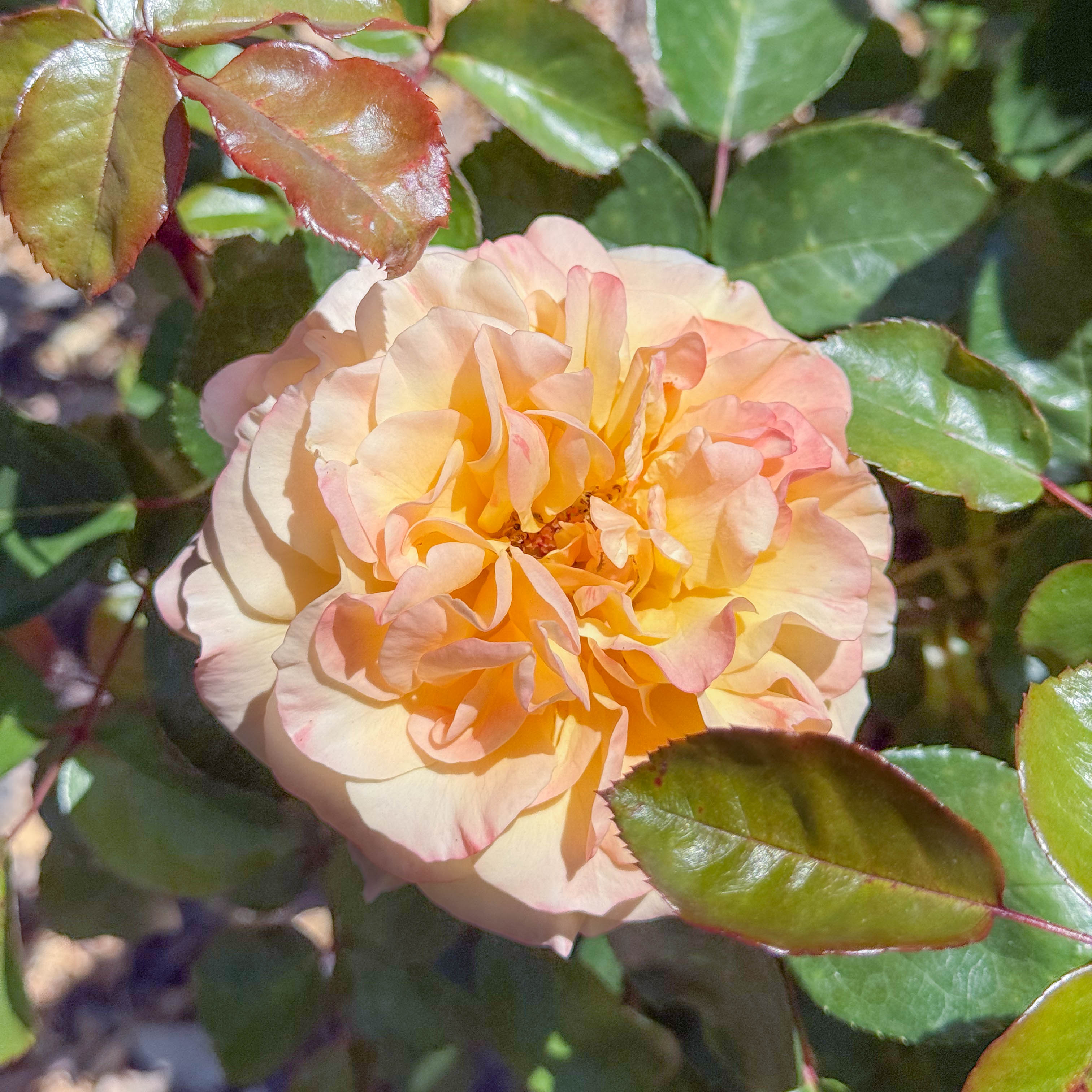 Morning Glow Potted Rose Bush | Apricot Rose Bush | Grace Rose Farm