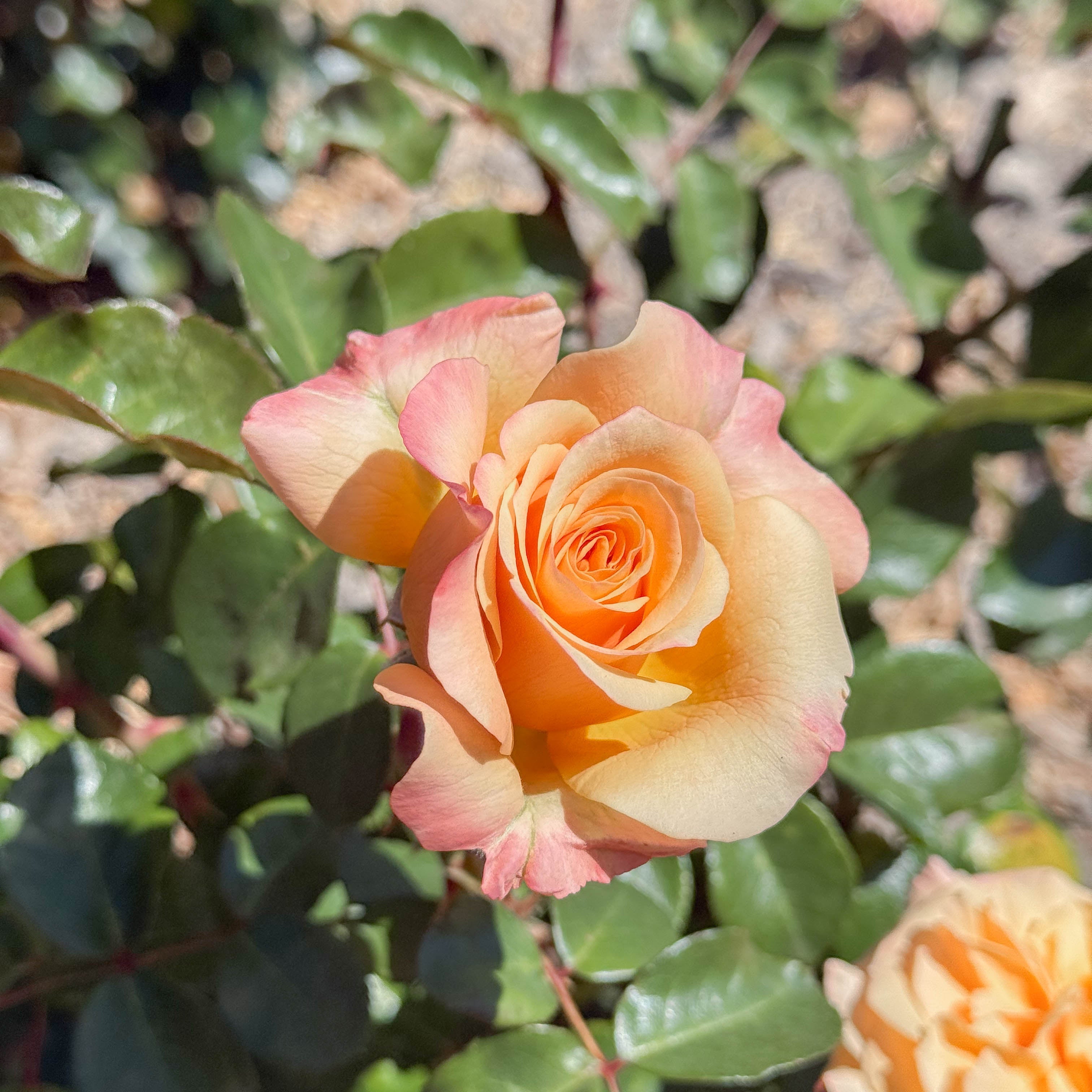 Morning Glow Potted Rose Bush | Apricot Rose Bush | Grace Rose Farm