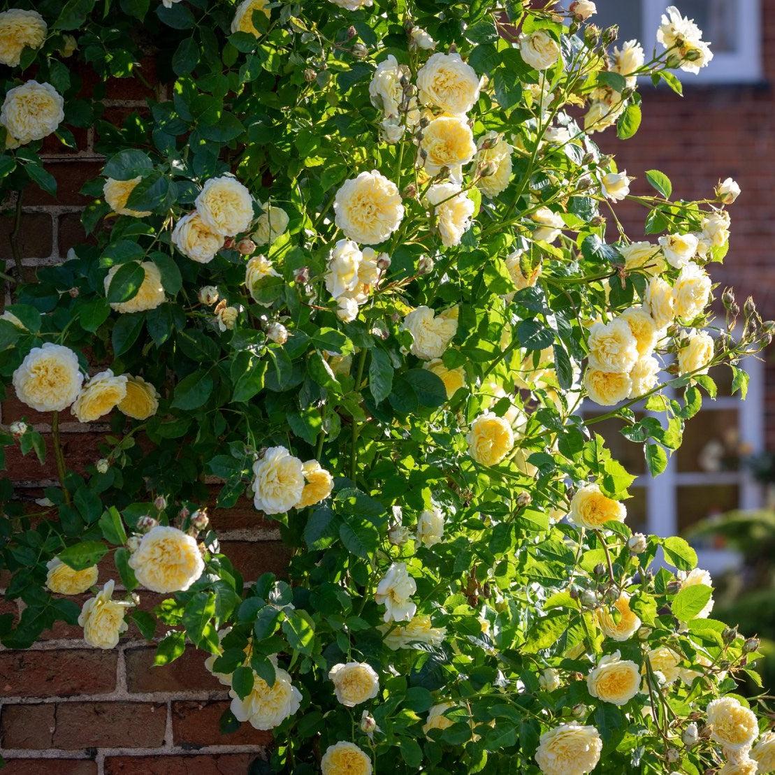 David Austin® The Pilgrim® Potted Rose Bush