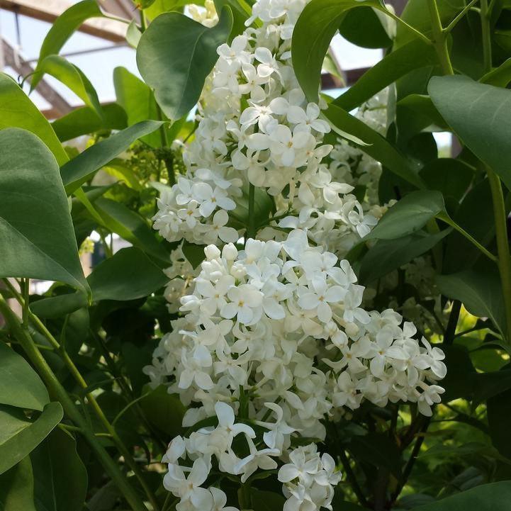 Lilac Primrose Potted Lilac Bush