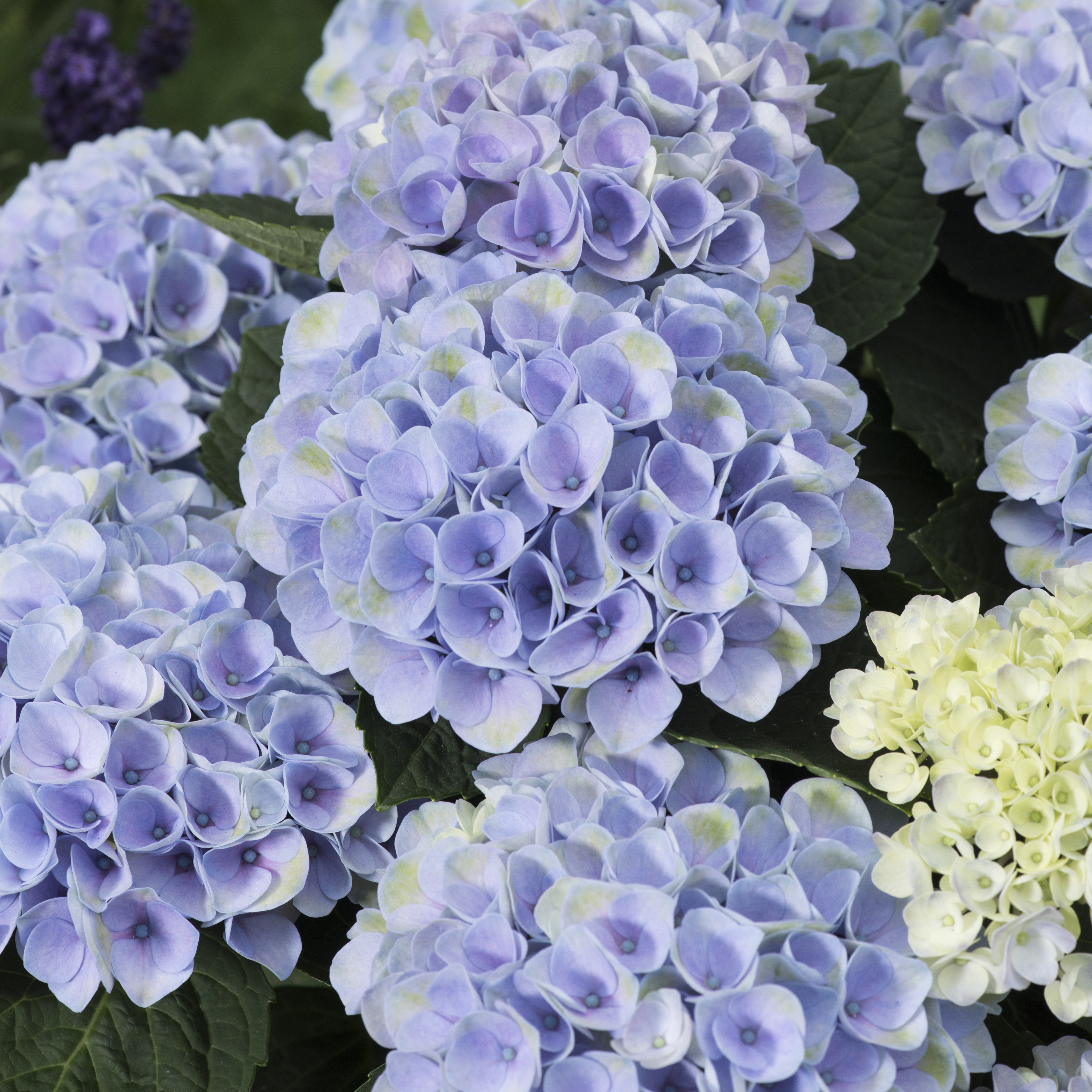 Hydrangea Magical® Elizabeth Ashley Potted Bigleaf Hydrangea Bush