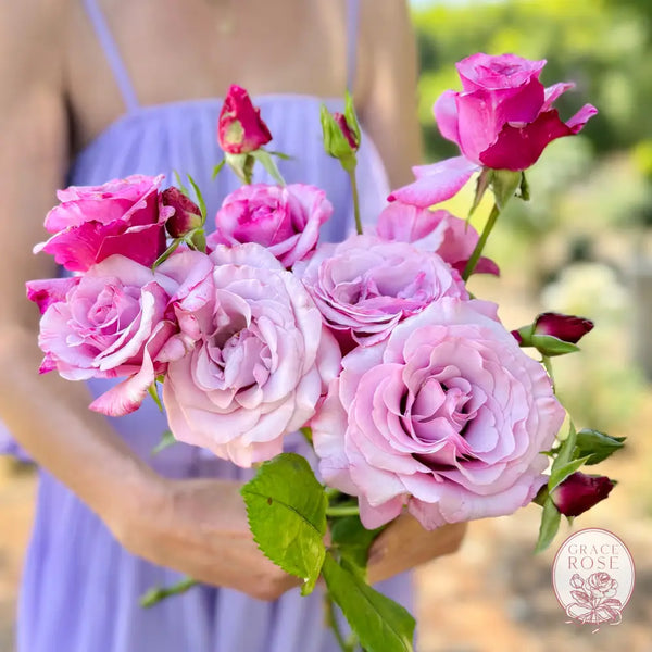 Neptune® Potted Rose Bush Estate Rose™ Potted Rose Bush BUSHES