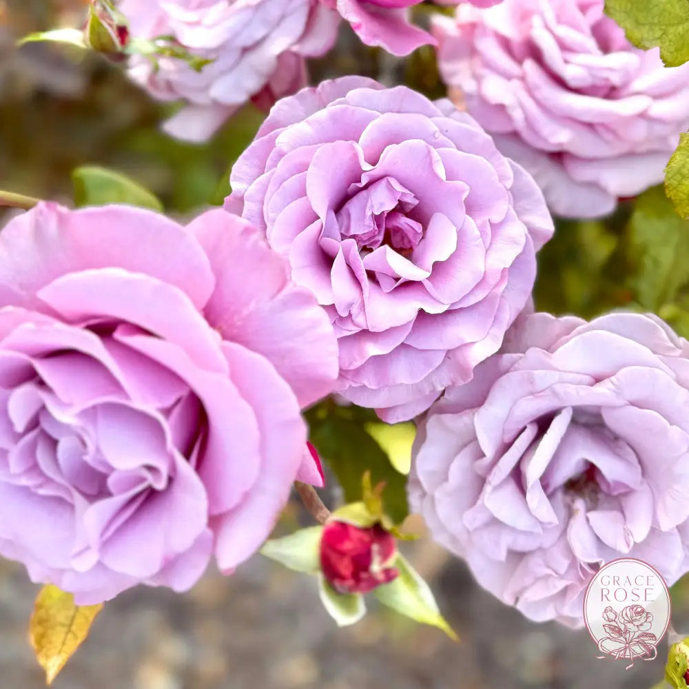 Neptune® Potted Rose Bush