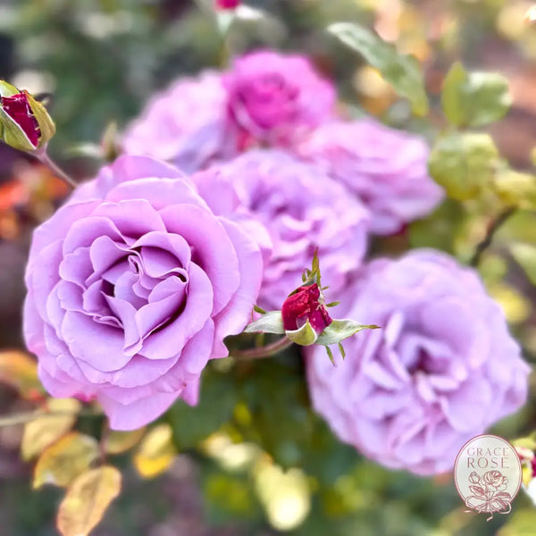 Neptune® Potted Rose Bush Estate Rose™ Potted Rose Bush BUSHES