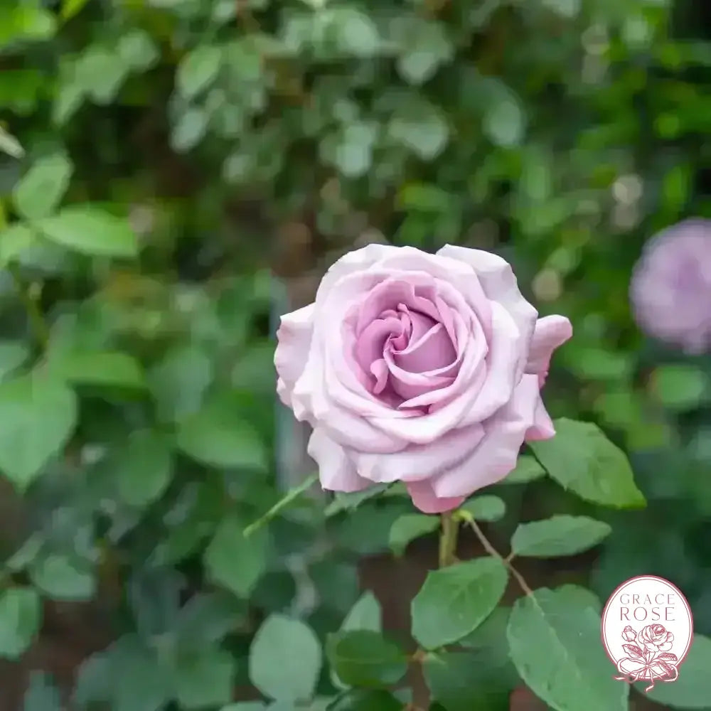 Neptune® Potted Rose Bush