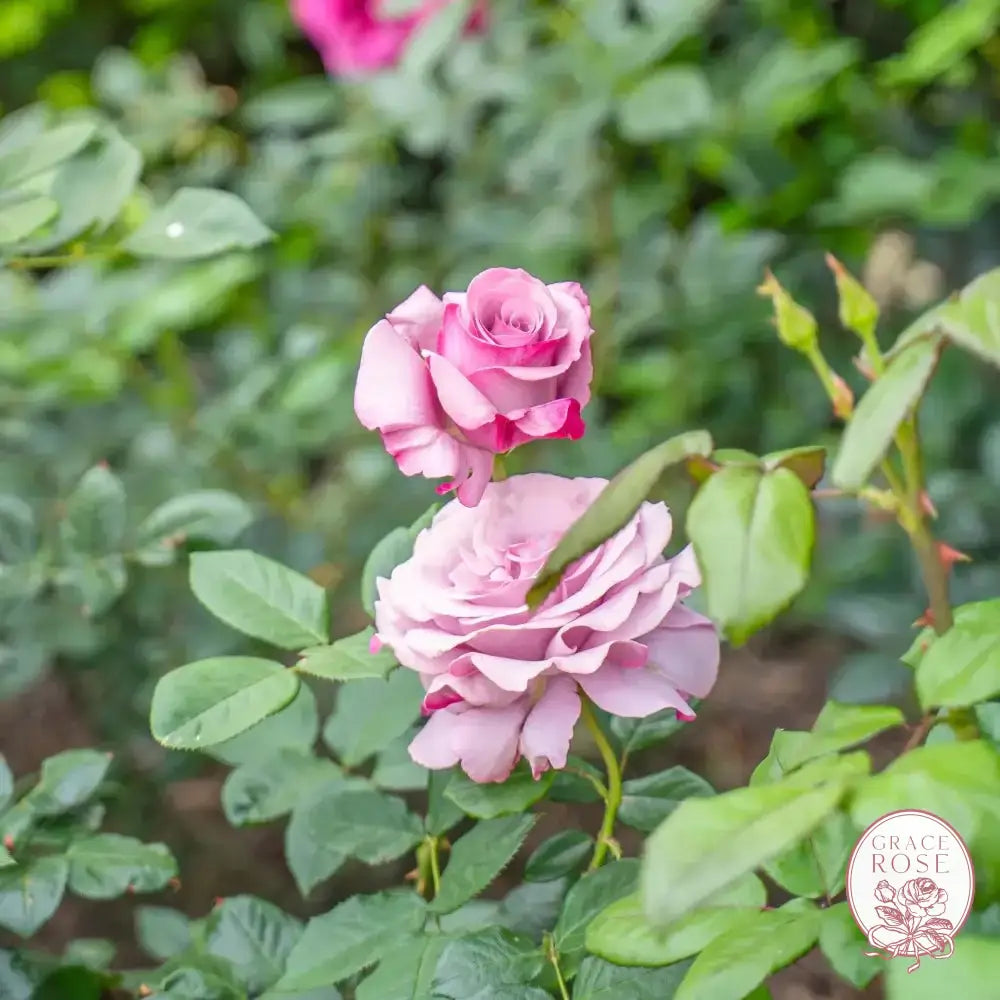 Neptune® Potted Rose Bush