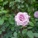 Pink rose with green leaves in the background