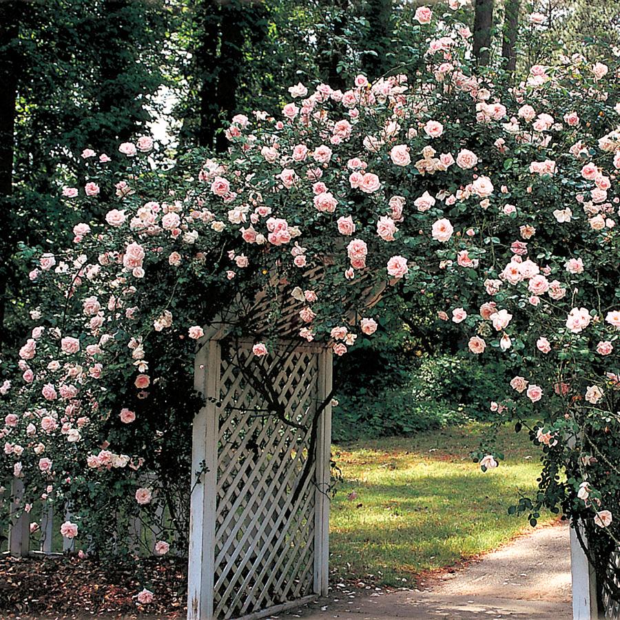 Grace Rose Farm New Dawn Climbing Rose - Thumbnail 2