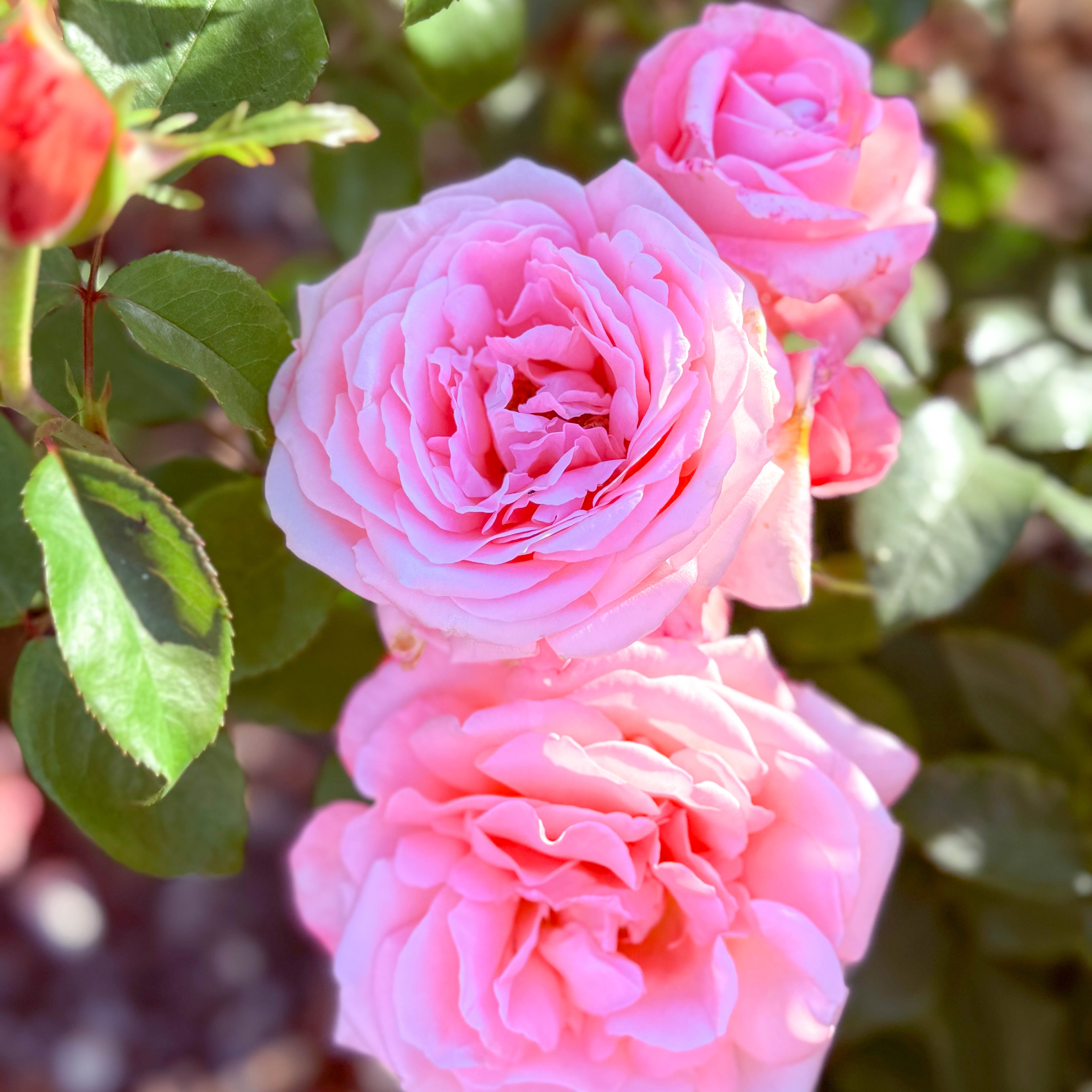 New Zealand Potted Rose Bush