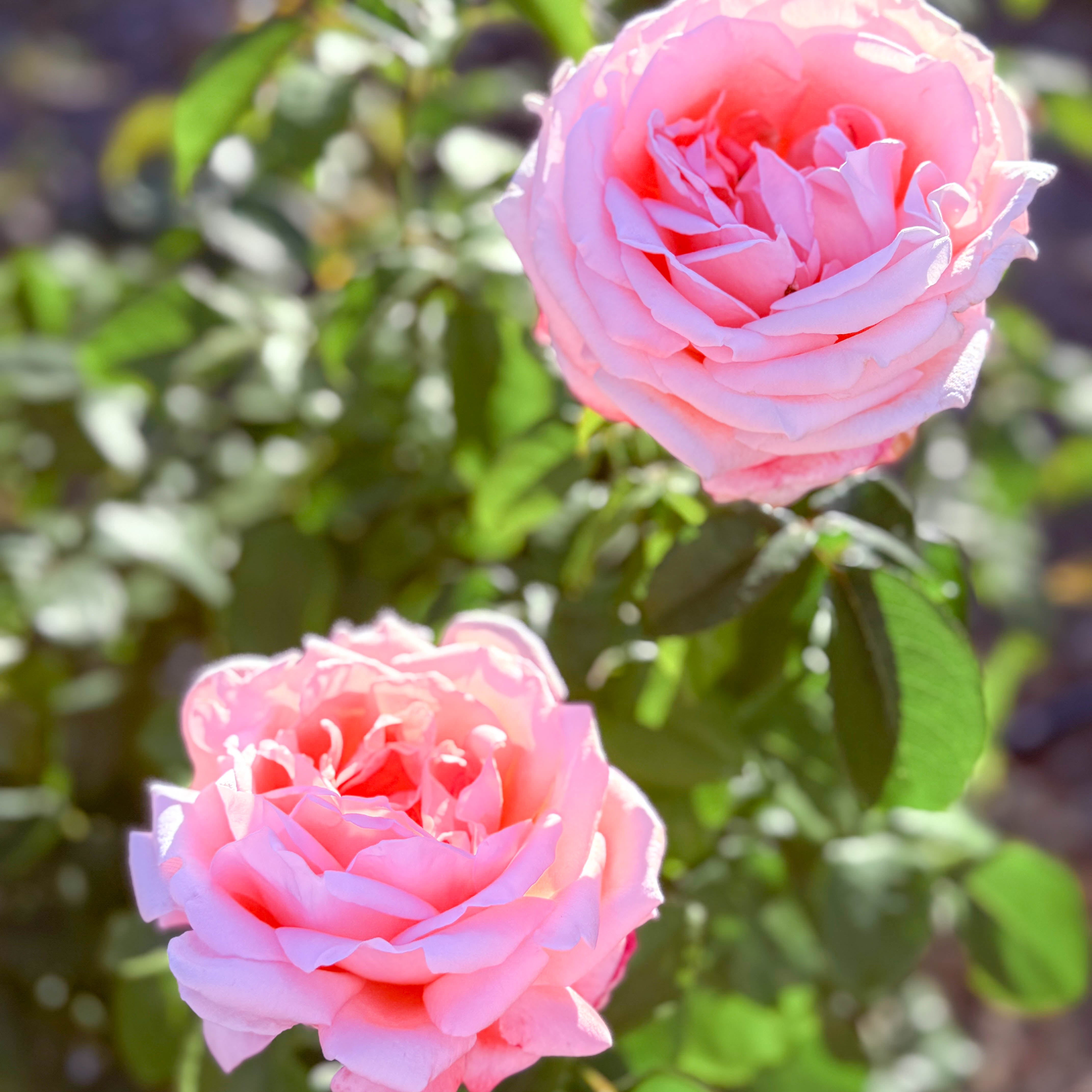 New Zealand Potted Rose Bush